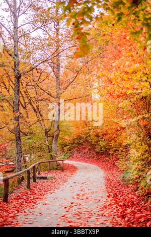 Vibrant autumn mountain trail winding through colorful forest scenic fall pathway peaceful nature scene tranquil outdoor landscape seasonal woodland Stock Photo