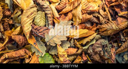 Beautiful dry autumn leaves background seasonal wall art decoration closeup foliage detail nature wallpaper with colorful fall season outdoors Stock Photo