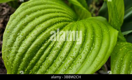 Large leaves of green hosta in raindrops on a summer cottage. Decorative flowers. Home design Stock Photo
