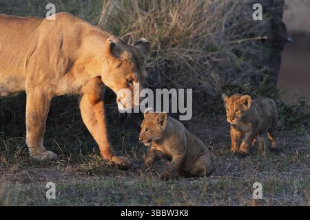 African Lion (Panthera leo) female tends her two cubs in the early morning, Masai Mara, Kenya, Africa Stock Photo
