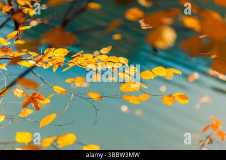 Abstract closeup of autumn leaves with artistic blur effect and lush serene foliage, colorful seasonal nature background and tranquil scenic design Stock Photo
