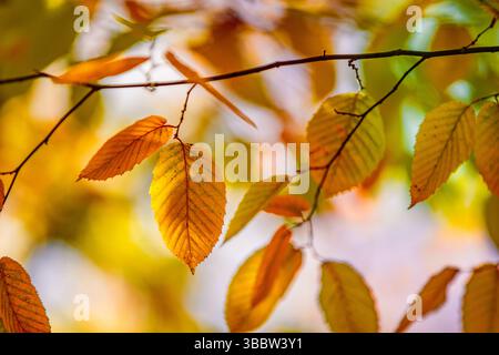 Abstract closeup of autumn leaves with artistic blur effect and lush serene foliage, colorful seasonal nature background and tranquil scenic design Stock Photo
