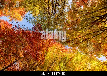 Abstract nature background seasonal autumn forest trees and colorful leaves viewed from below, artistic perspective creating scenic nature wallpaper Stock Photo