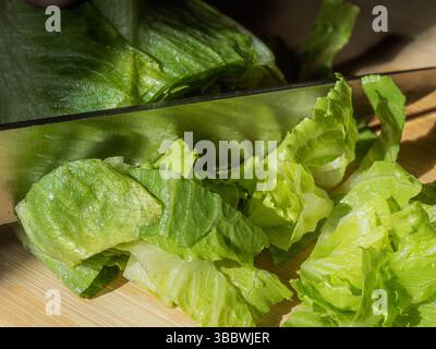 Cutting fresh green lettuce hearts straight from the garden, the leaves crisp and vibrant, ready to be used in a healthy, homemade salad—capturing the Stock Photo