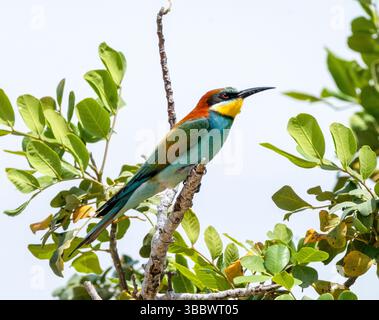 European bee-eater (Merops apiaster) perched on a tree, Republic of Cyprus Stock Photo