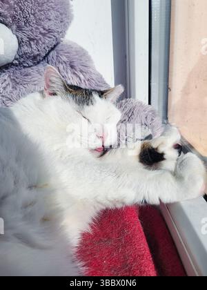 A chubby white cat is peacefully sleeping on a sunny windowsill, with its tongue playfully sticking out in pure bliss Stock Photo