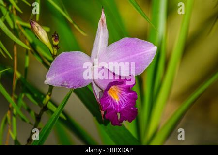 Close-up image of bamboo orchid. Stock Photo