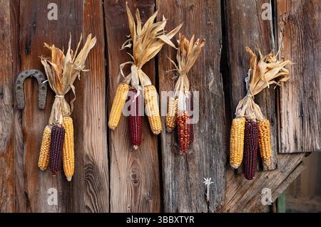 Bundles of dry corn cobs in various colors hang on an old wooden wall Stock Photo
