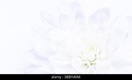 Close-up of delicate white flower petals set against a soft, pale background. The petals appear smooth and layered, banner. Copy space Stock Photo