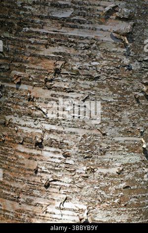 Betula maximowicziana. Monarch birch. Species native to the Kuril Islands and northern to central Japan. Close-up of bark on tree trunk Stock Photo