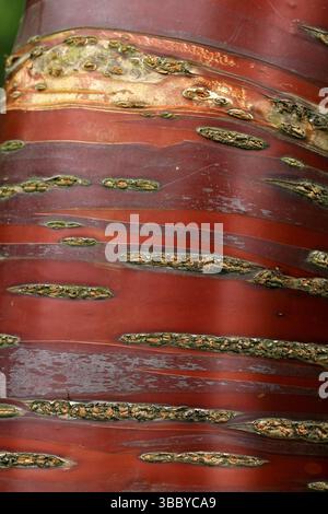 Prunus serrula. Deep red shiny bark of the Tibetan Cherry tree Stock Photo