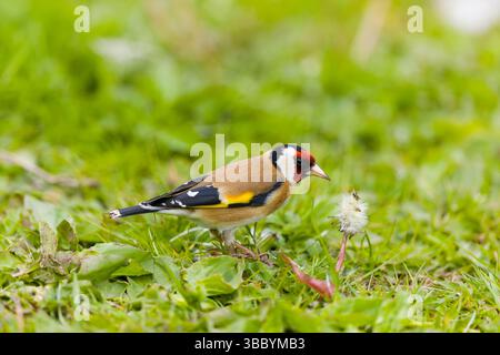 European goldfinch Carduelis carduelis, adult standing on grass feeding on dandelion seeds, Suffolk, England, May Stock Photo