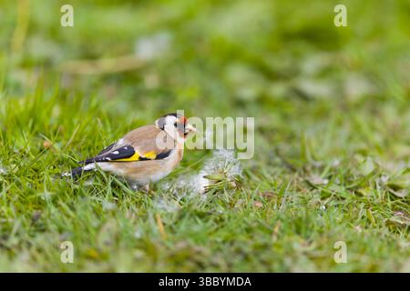 European goldfinch Carduelis carduelis, adult standing on grass feeding on dandelion seeds, Suffolk, England, May Stock Photo