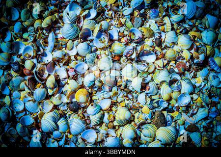 Shells on a beach shoreline in England, UK Stock Photo