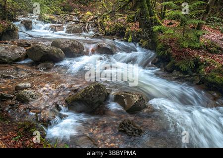 Wild stream rushes through the mossy forest floor of Glenmalure, alive with spring energy and woodland calm. Stock Photo