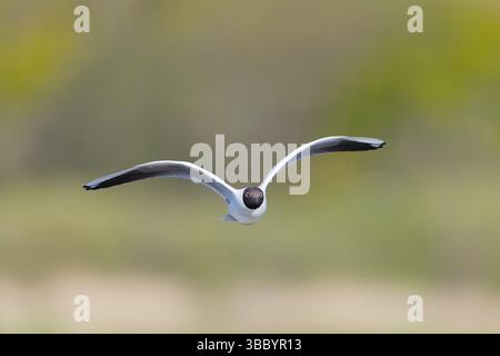 Black-headed gull Chroicocephalus ridibundus, summer plumage adult flying, RSPB Minsmere Nature Reserve, Suffolk, England, May Stock Photo