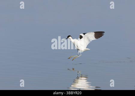 Eurasian avocet Recurvirostra avosetta, adult flying, about to land in water, RSPB Minsmere nature reserve, Suffolk, England, May Stock Photo