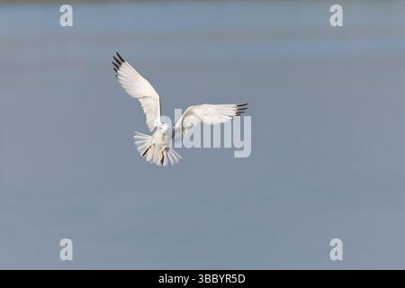 Black-legged kittiwake Rissa tridactyla, adult flying, RSPB Minsmere Nature Reserve, Suffolk, England, May Stock Photo