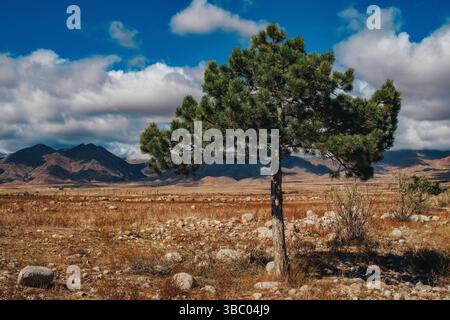 Picturesque mountain landscape with pine tree Stock Photo