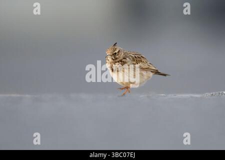 Rare Crested lark (Galerida cristata) in Vaasa, Finland. walking on the ground in spring. Stock Photo