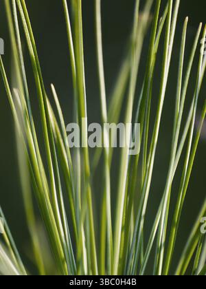 Chive sprouts (Green arrow onion) closeup Stock Photo