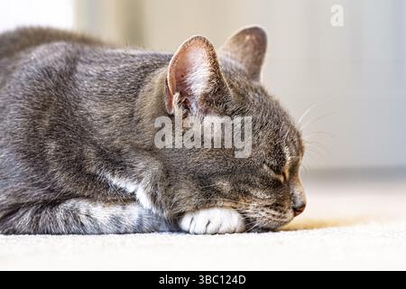 Grey Tabby Cat, Looking at camera and sleeping, May 2025 Stock Photo