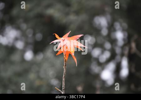 Two last maple leaves in autumn on a tree branch Stock Photo