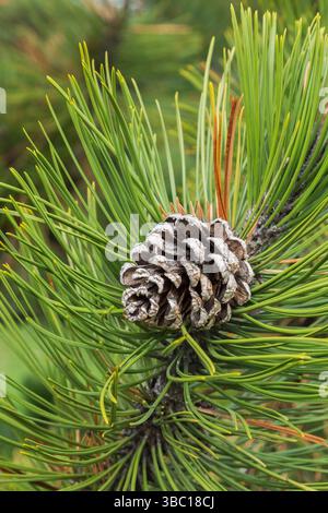 Close-up of Pinus heldreichii var. leucodermis - Bosnian Pine tree cone and dark green needle shaped leaves in spring. Stock Photo