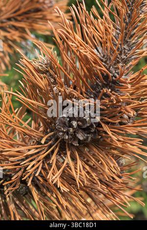 Close-up of Pinus mugo 'Gallica' - Mugo pine shrub branch with old cone and rust disease. Stock Photo
