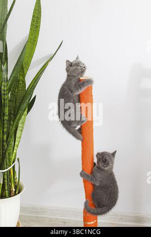 Two kittens climb on the claw. Scottish fold kittens sharpen their claws at home Stock Photo
