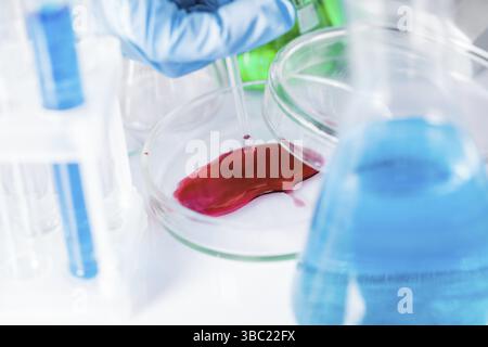 Scientist shows a diffusion in the Petri dish Stock Photo