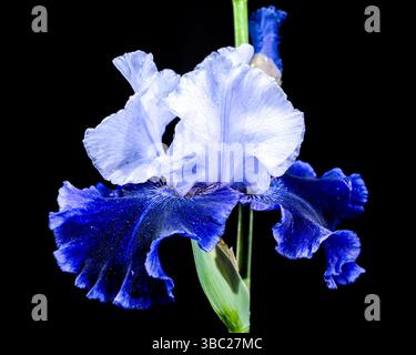 A close-up shot of an elegant blue and white bearded iris, its delicate petals unfolding against a stark black background Stock Photo