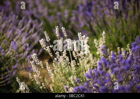The wonderful landscape of lavender field. White and purple lavender bushes Stock Photo