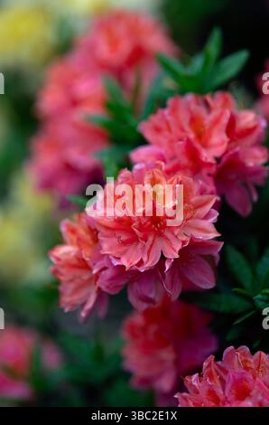 Spring time Azaleas and rhododren in bloom at the Stody Lodge gardens North Norfolk, UK Stock Photo