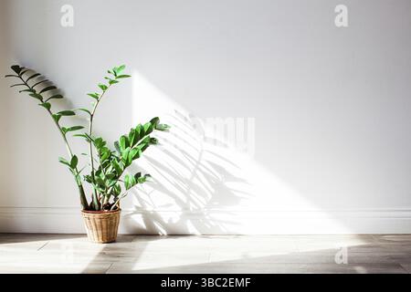 Shadow of green zamioculcas bush on the wall. Interious design with green plants in sunny day Stock Photo