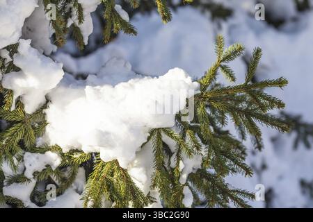 Snow covered fir branch in the park on sunlight Stock Photo