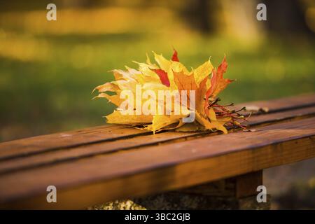 The bunch of fallen maple leaves of yellow and red colors. The bouquet lies on a wooden bench in the autumn park Stock Photo