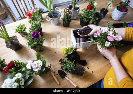 Female gardener is planting a flower in a pot. Various flowers in pots and tools on the kitchen table, close up hands Stock Photo