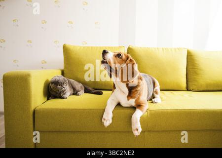The cat and the dog are lying on the sofa Stock Photo