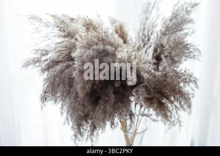 Closeup dry reed flowers in glass vase, top view. Japanese and Scandinavian style in floral design. Soft and fluffy reed flowers on long stems Stock Photo