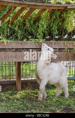 Adorable white baby goat stretching its neck to reach fresh green grass in a wooden feeder at a farm Stock Photo