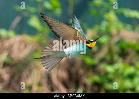 European bee-eater, Merops apiaster Stock Photo
