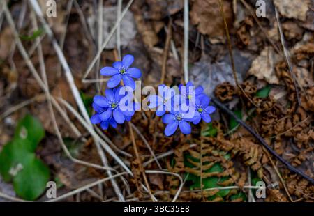 Close-up of Anemone americana in the forest. Stock Photo