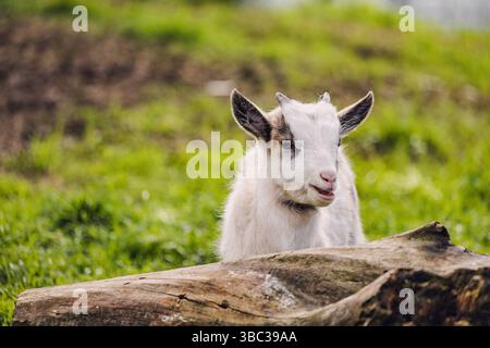 Adorable white baby goat resting on a log in a green field, enjoying a peaceful moment in nature Stock Photo