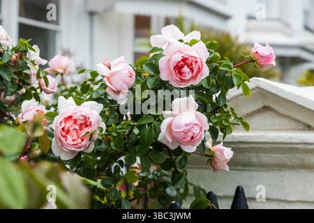 Delicate pink Wildeve David Austin roses bloom beautifully against a backdrop of a white fence and a house in London. Stock Photo