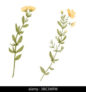 Wildflowers with yellow petals and green leaves. Watercolor illustration. Meadow summer flowers, isolated on a white background. For the theme of spri Stock Photo