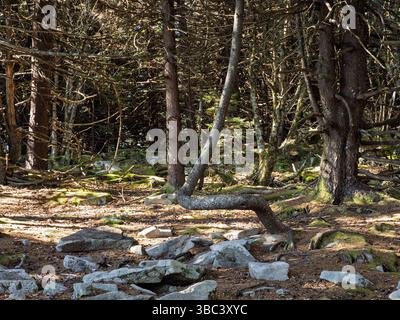 Dappled sunlight illuminates a uniquely twisted tree trunk among rocks and fallen leaves in a West Virginia forest. Stock Photo