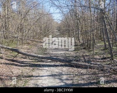 Downed trees across a road after 2025 Ice Storm in Northern Michiagn Stock Photo