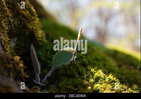 Young shoot with bud and green moss on a tree trunk. Stock Photo