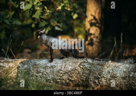 Cute Funny Curious Playful Gray Black Devon Rex Cat sitting on fallen tree trunk in forest, garden and meowing. Obedient Devon Rex Cat With Cream Fur Stock Photo